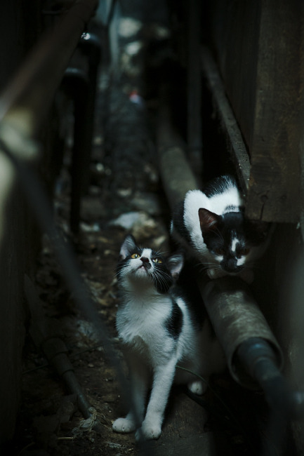 皇家社会快节奏传控创造持续威胁,皇家社会在实况里叫什么